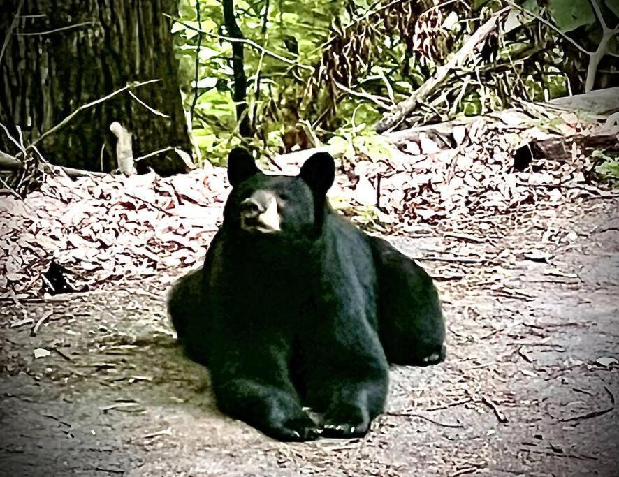 Moonshine Manor-Pets Ok-W/D-Pool Table-Arcade-Hot Tub Villa Gatlinburg Buitenkant foto