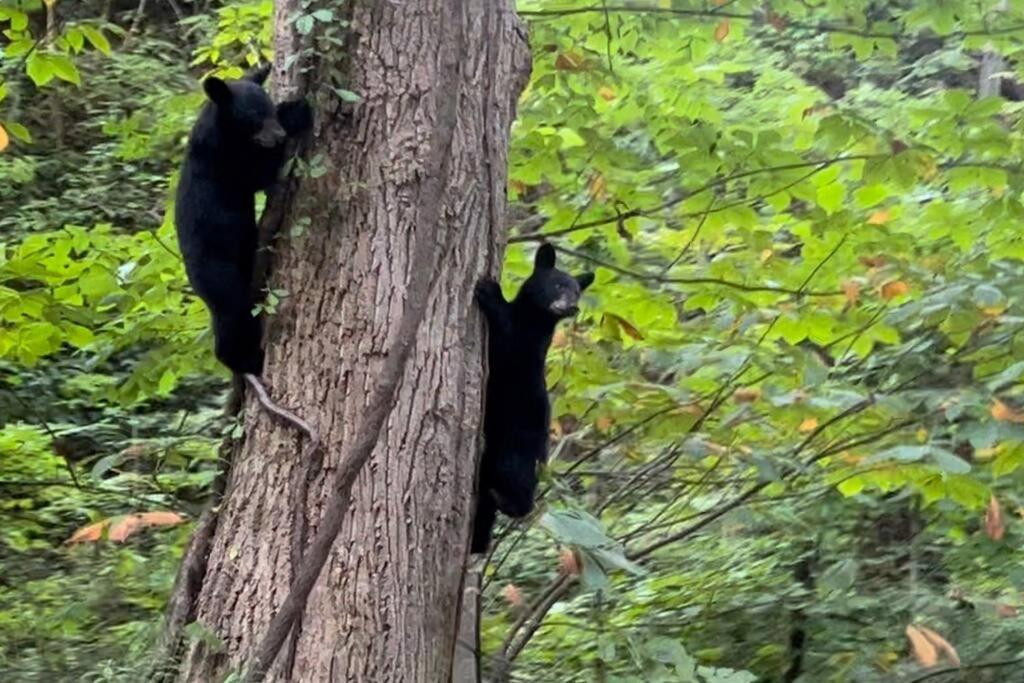 Moonshine Manor-Pets Ok-W/D-Pool Table-Arcade-Hot Tub Villa Gatlinburg Buitenkant foto